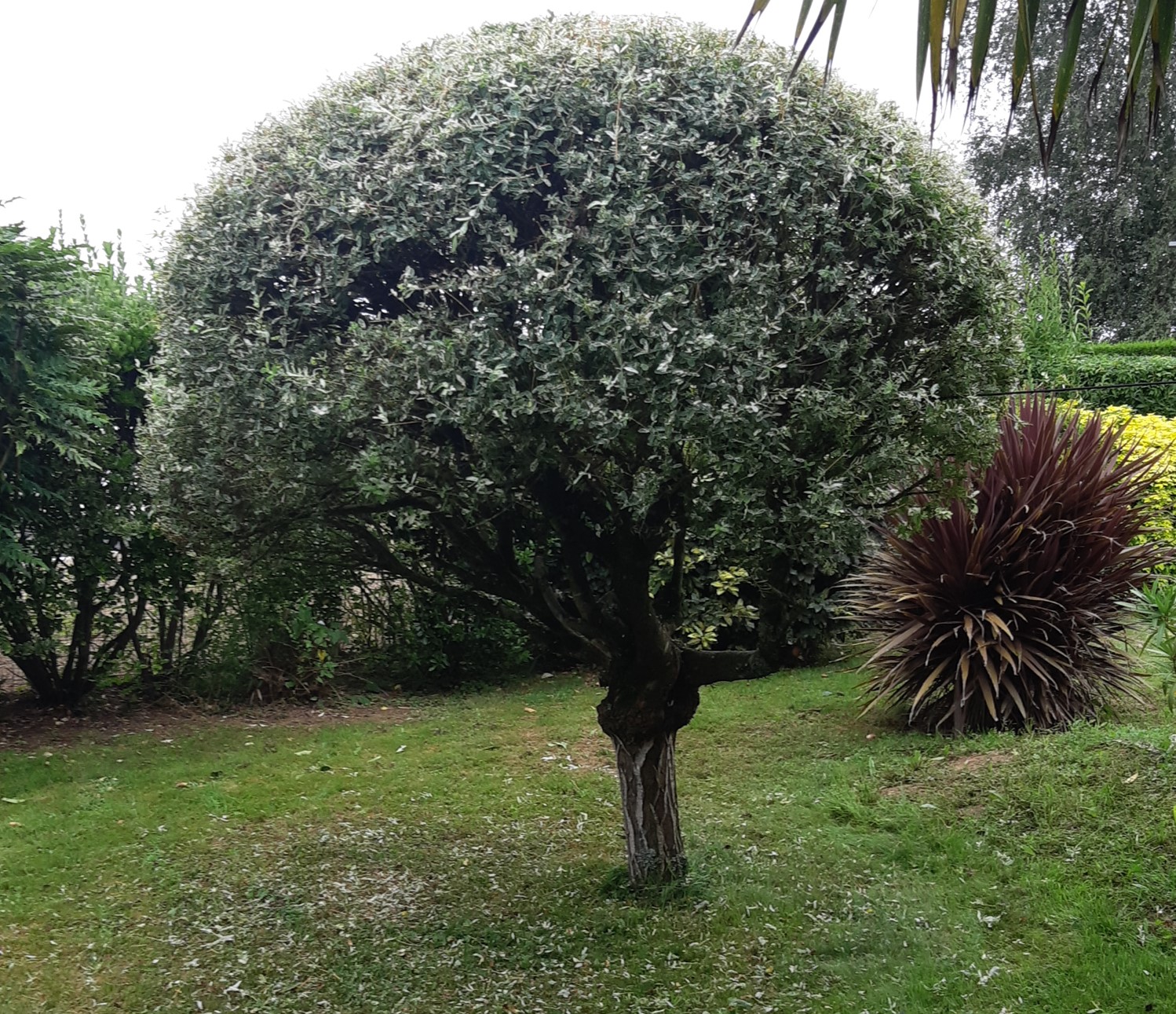 Jardinage à Vannes et alentours, taille d'hiver des arbres et arbustes avec Cedric Services 56